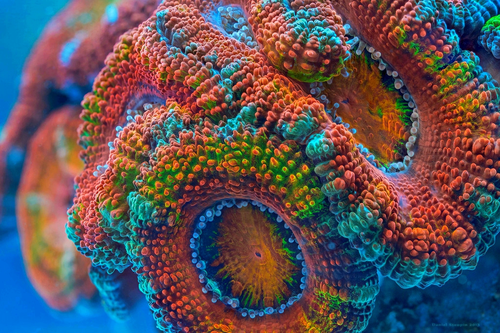 Acans