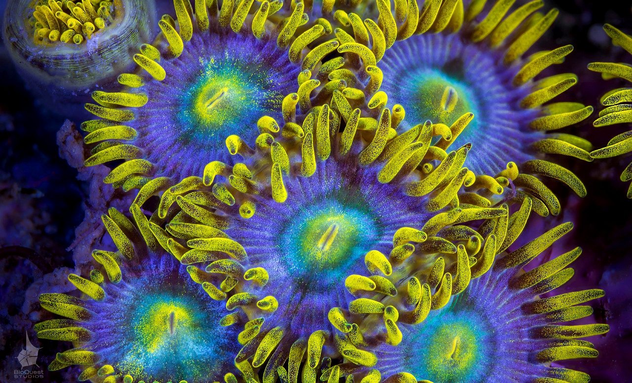 Zoas